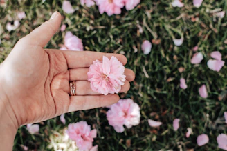 Close-up of hands holding a soft pink flower, symbolizing care and growth.