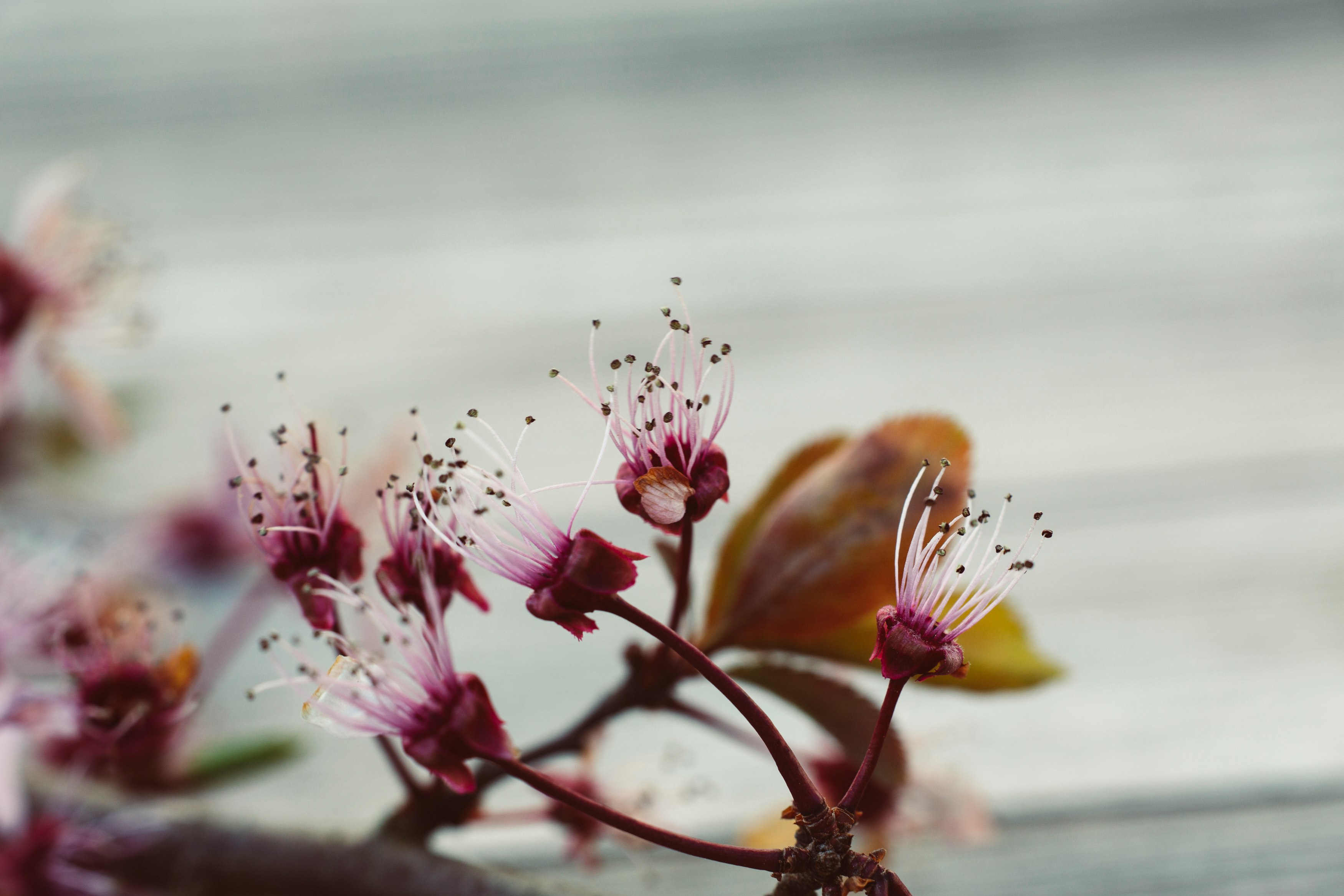 pink and white flowers on brown stem