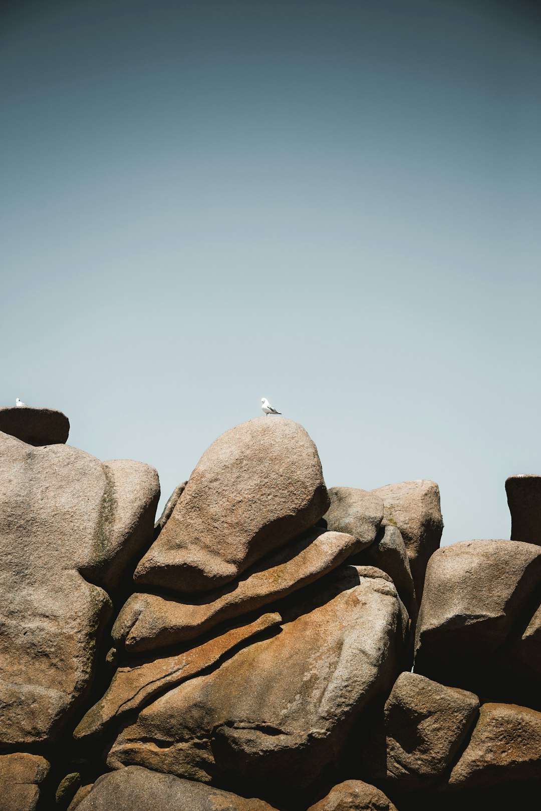 white bird on brown rock formation during daytime