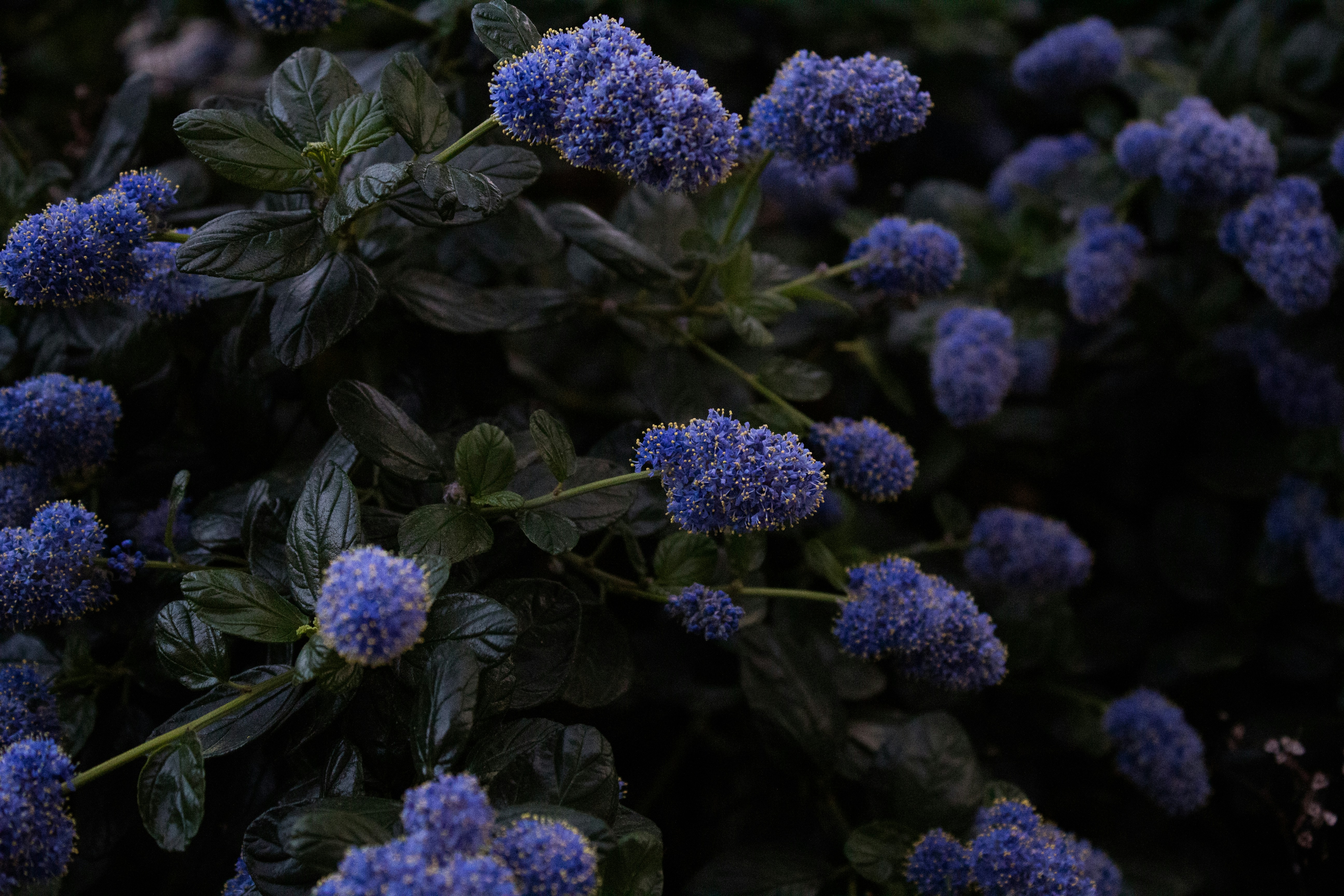 Photograph of blue hydrangea blossoms against dark green leaves in a moody, low-light garden scene.