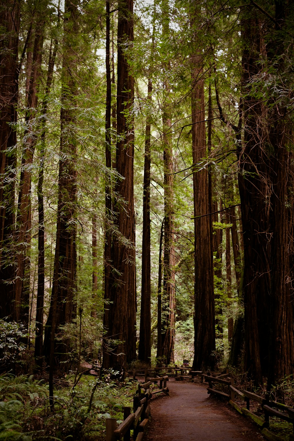 brown trees in forest during daytime