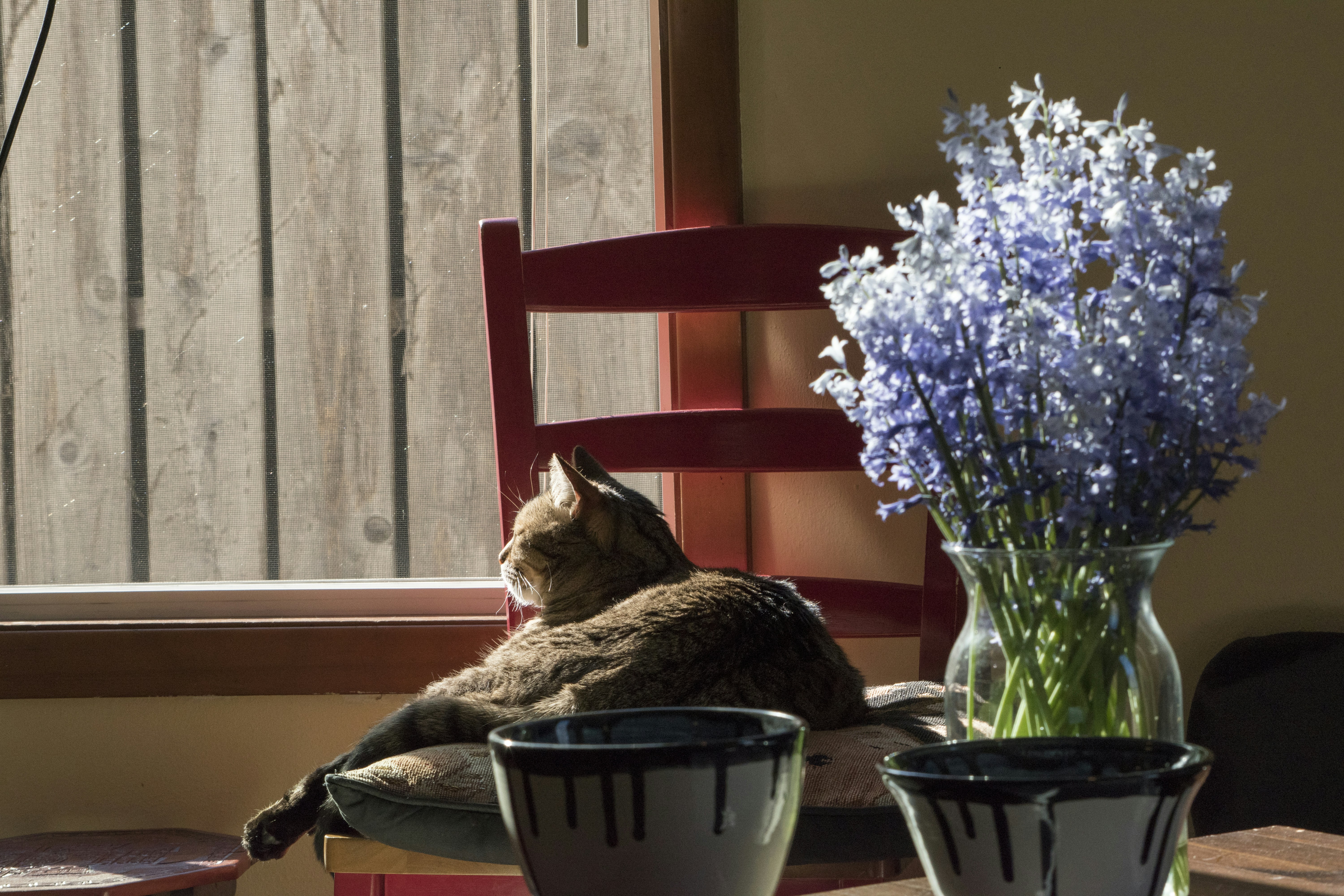 brown tabby cat on white ceramic bowl