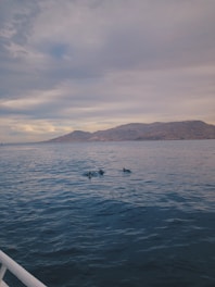 A serene early morning boat on calm waters with dolphins jumping nearby at Lovina Beach.