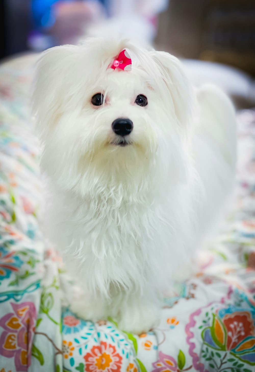 white long coat small dog