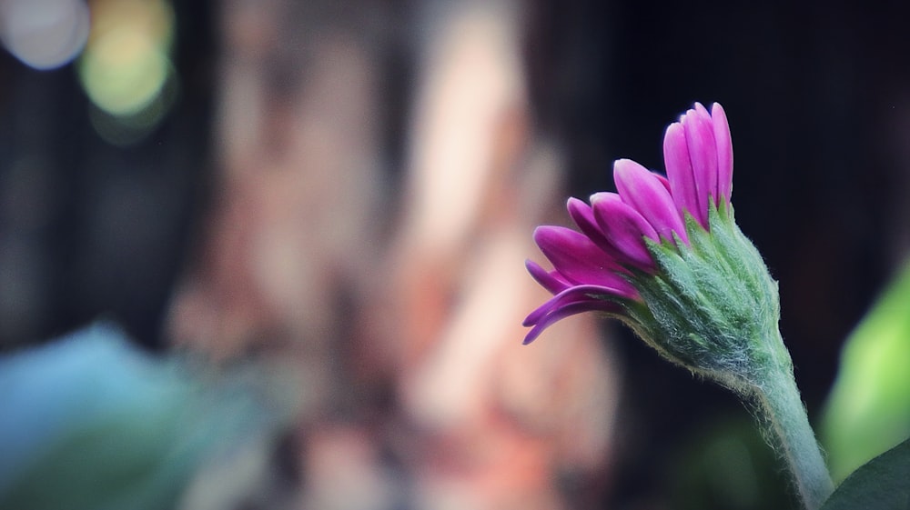 pink flower in tilt shift lens