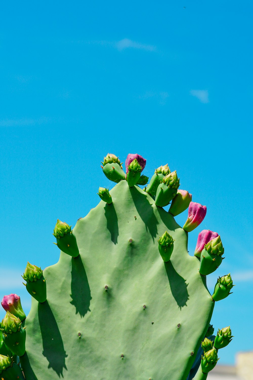 green plant under blue sky during daytime