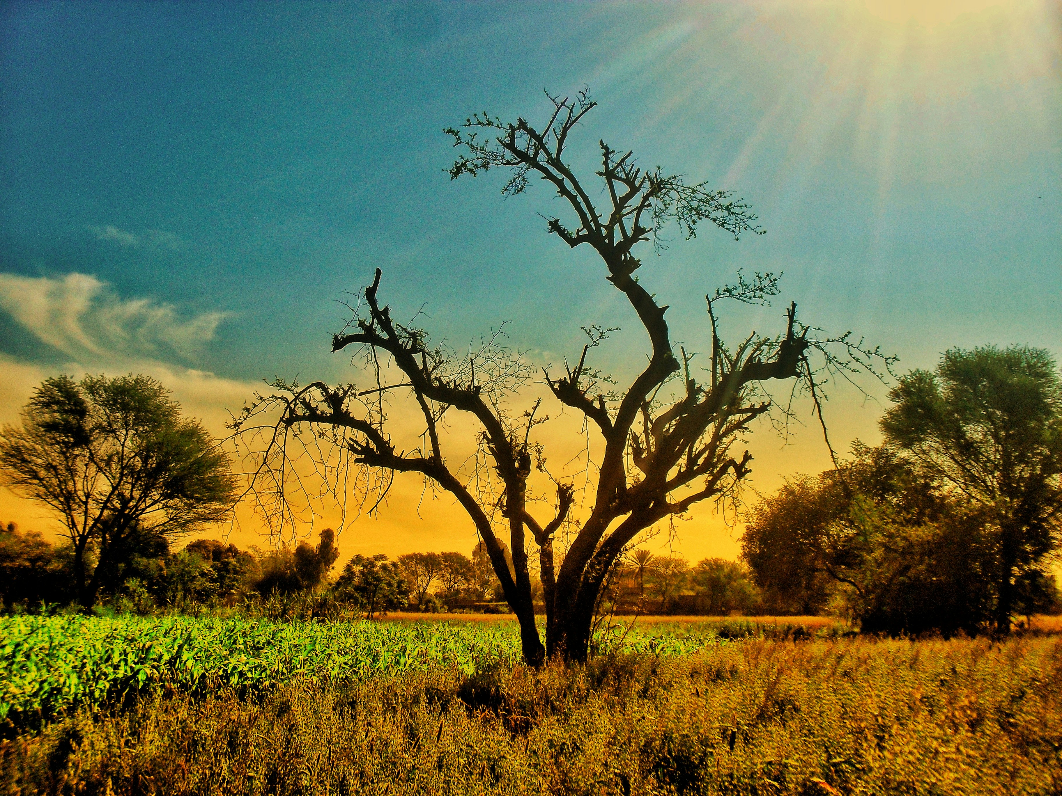 green grass field with leafless tree during daytime