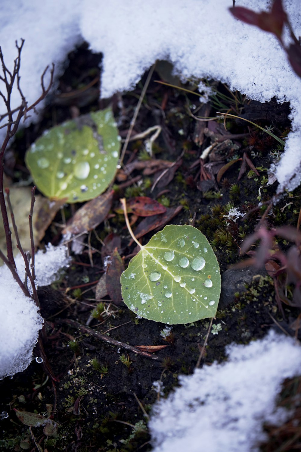 green leaf with water droplets