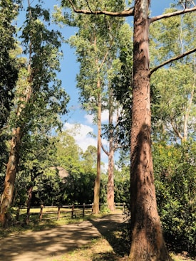 Tall trees with textured bark and green leaves create a serene forested area. A narrow, sun-dappled pathway winds through the scene, flanked by a simple wooden fence. The sky is clear and blue, enhancing the tranquility of the natural setting.