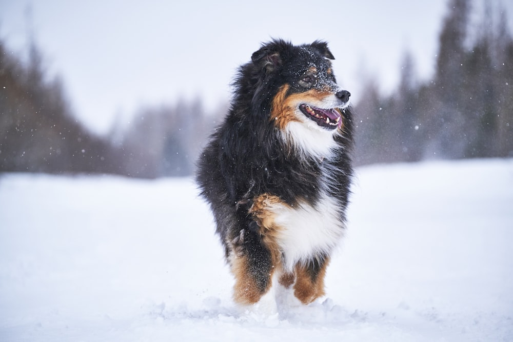 black white and brown long coated dog on snow covered ground during daytime