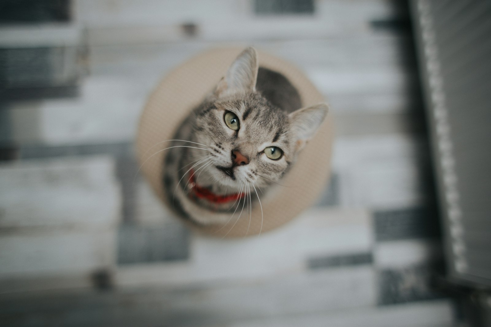 Canon EF 28mm F1.8 USM sample photo. Brown tabby cat on photography