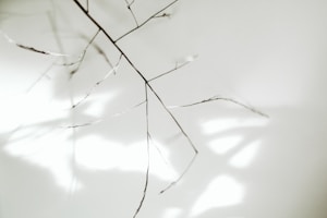 Whispered Branches