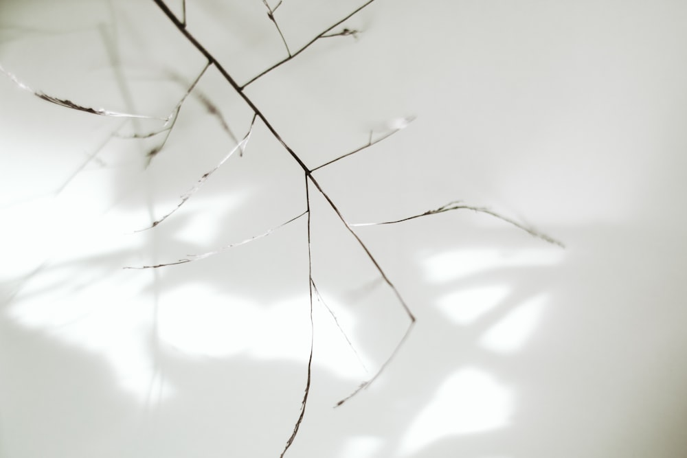 brown tree branch with white background