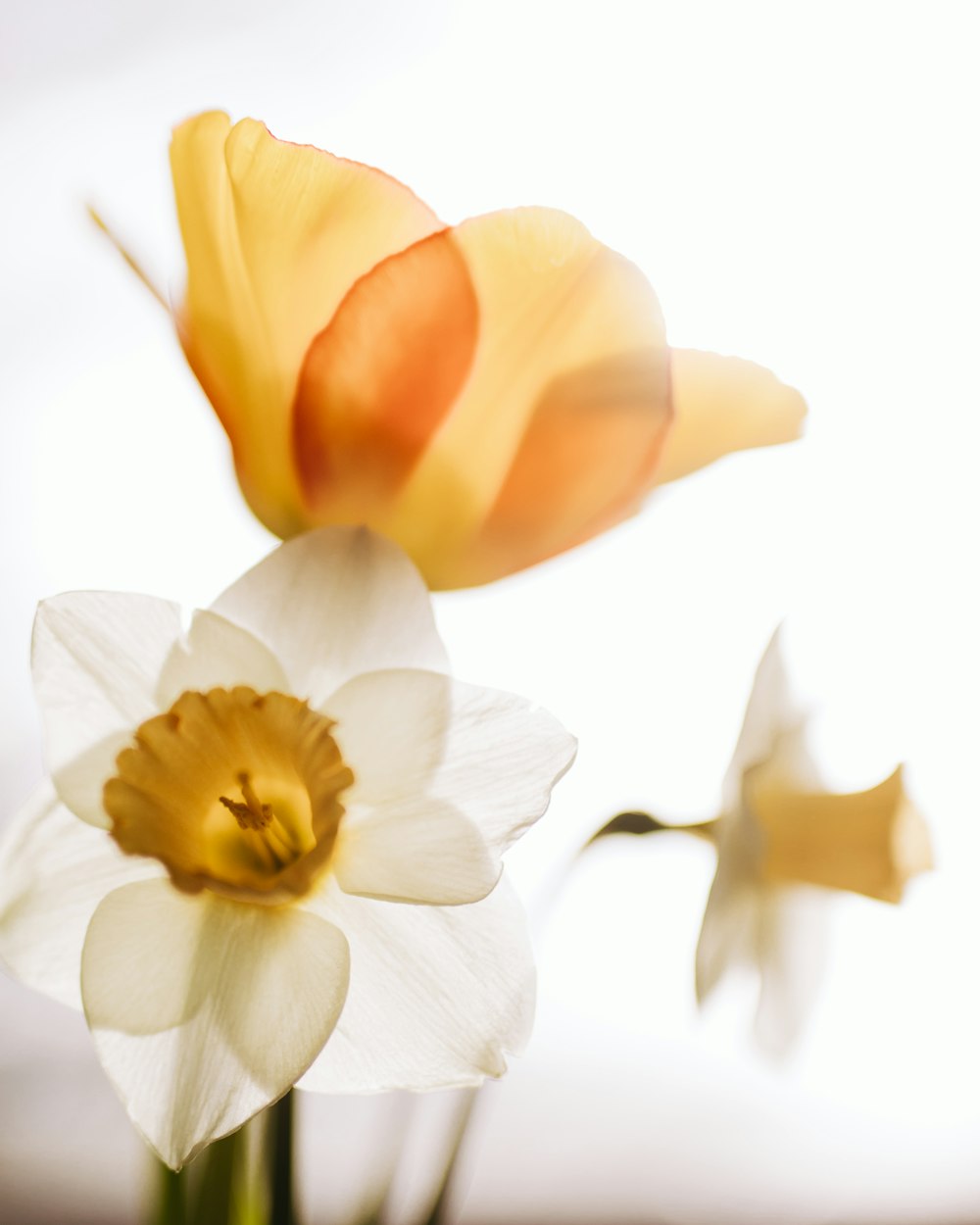 white and yellow flower in close up photography