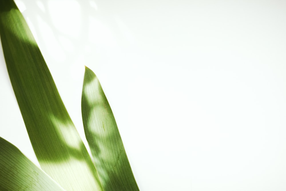 green leaf in white background