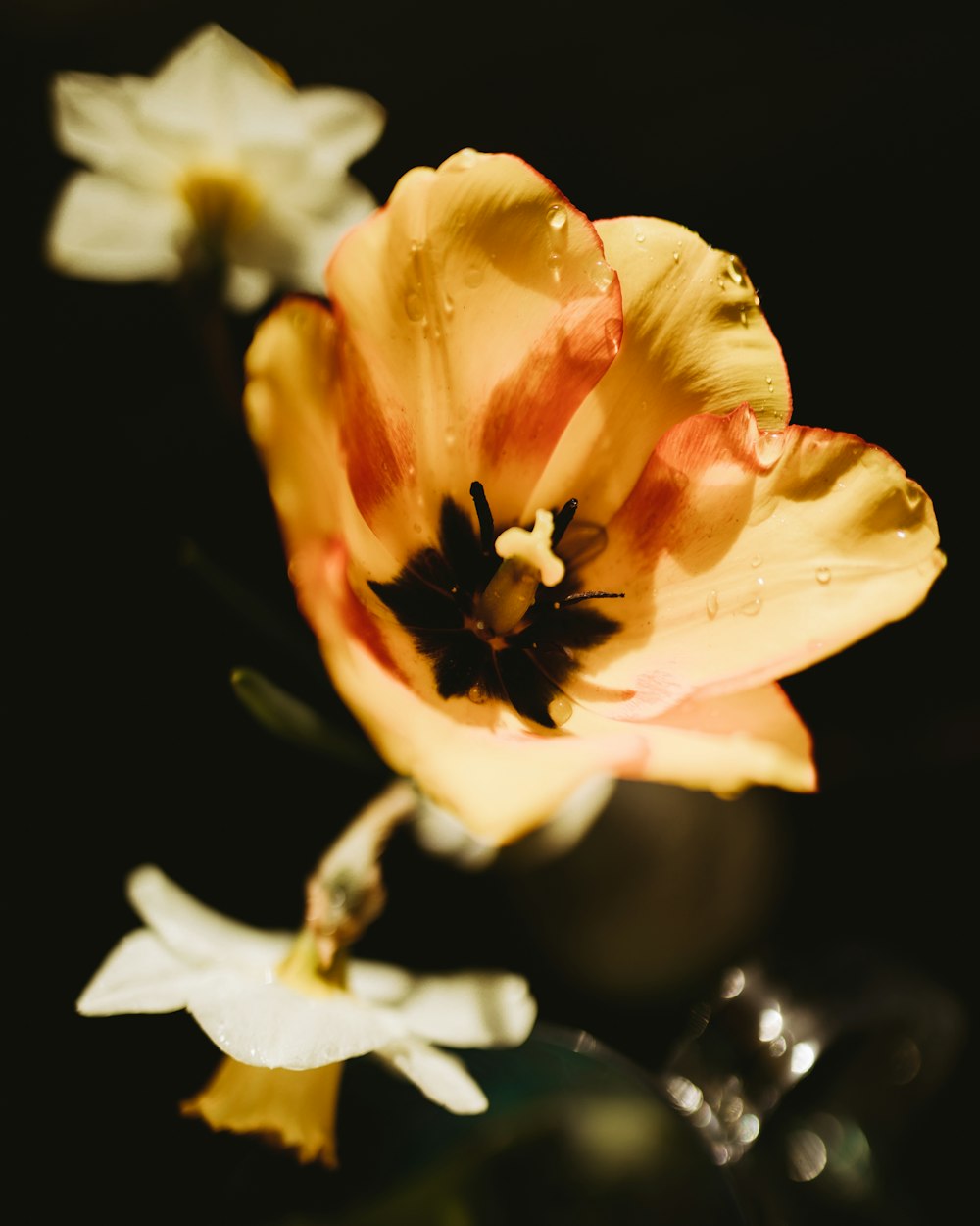 yellow flower in tilt shift lens