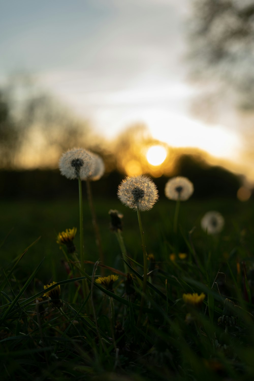 white dandelion in green grass field during daytime