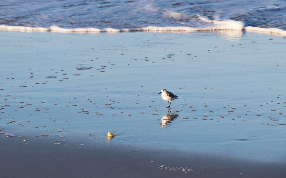 white and black bird on seashore during daytime