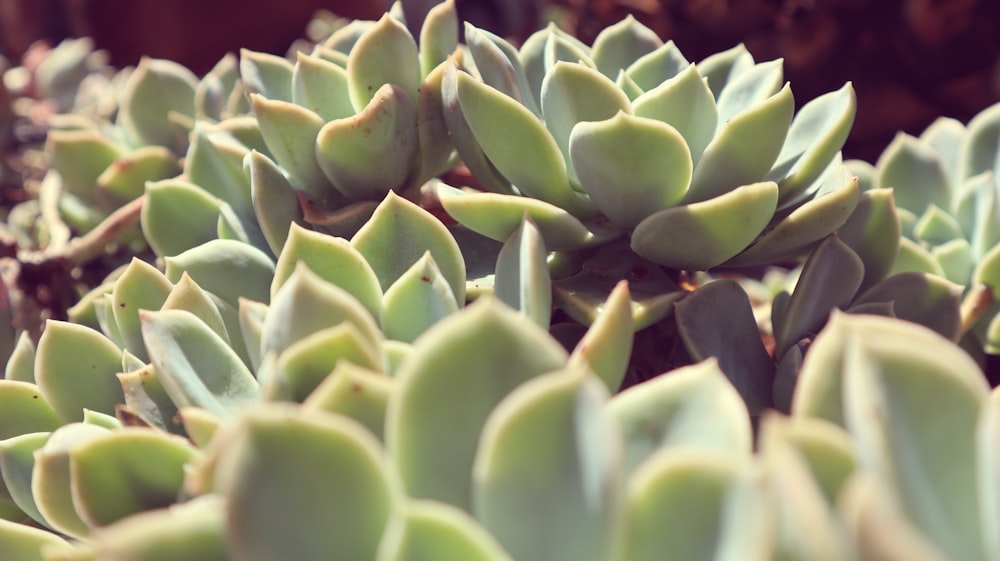 Planta suculenta verde en fotografía de primer plano