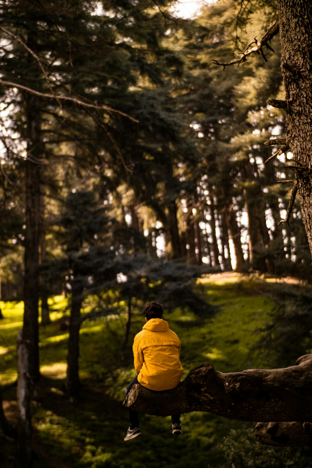 man in yellow hoodie sitting on brown tree log during daytime