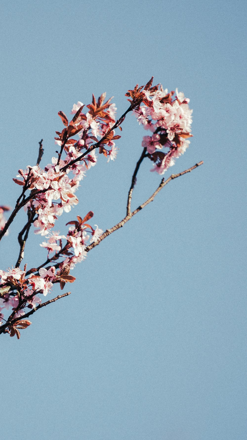 ピンクと白の桜の木