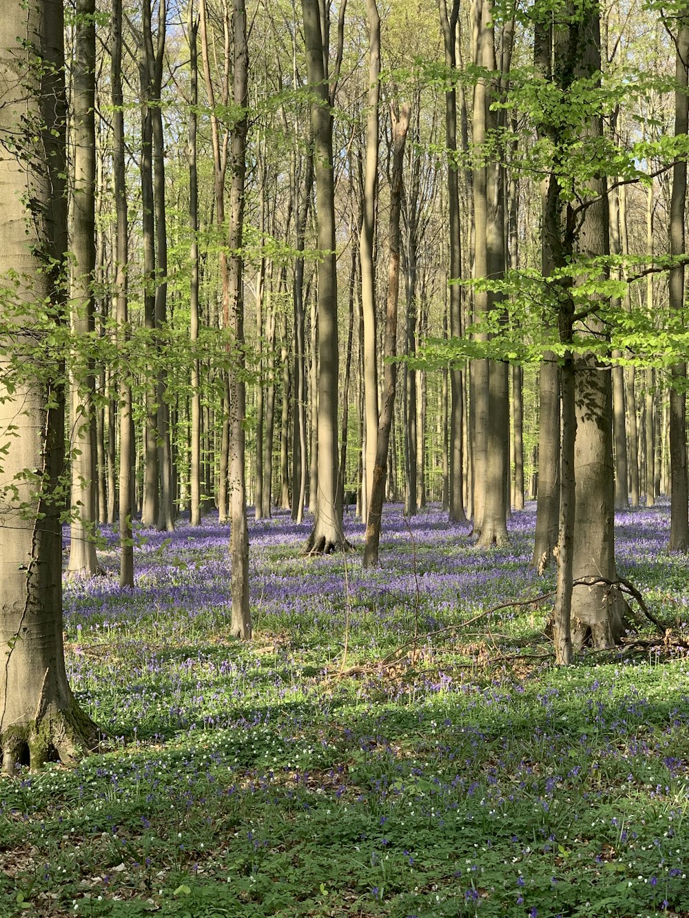 Una foresta piena di molti alberi e fiori viola