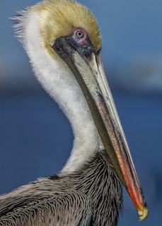 white pelican in close up photography
