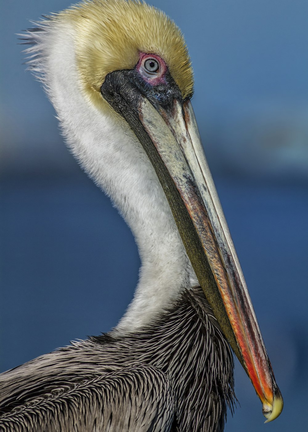 white pelican in close up photography