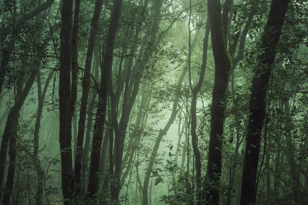 green trees on forest during daytime