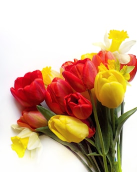 A vibrant bouquet of red and yellow tulips and daffodils against a white background. The flowers are fresh and colorful, with green stems and leaves visible.