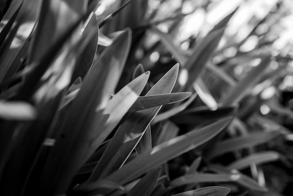 grayscale photo of plant leaves