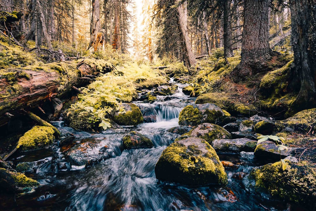 Forest photo spot Lake O'Hara Emerald Lake