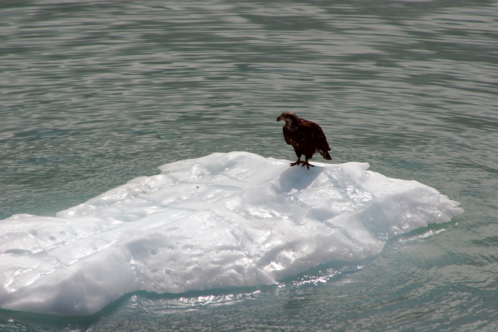 brown bird on white snow near body of water during daytime