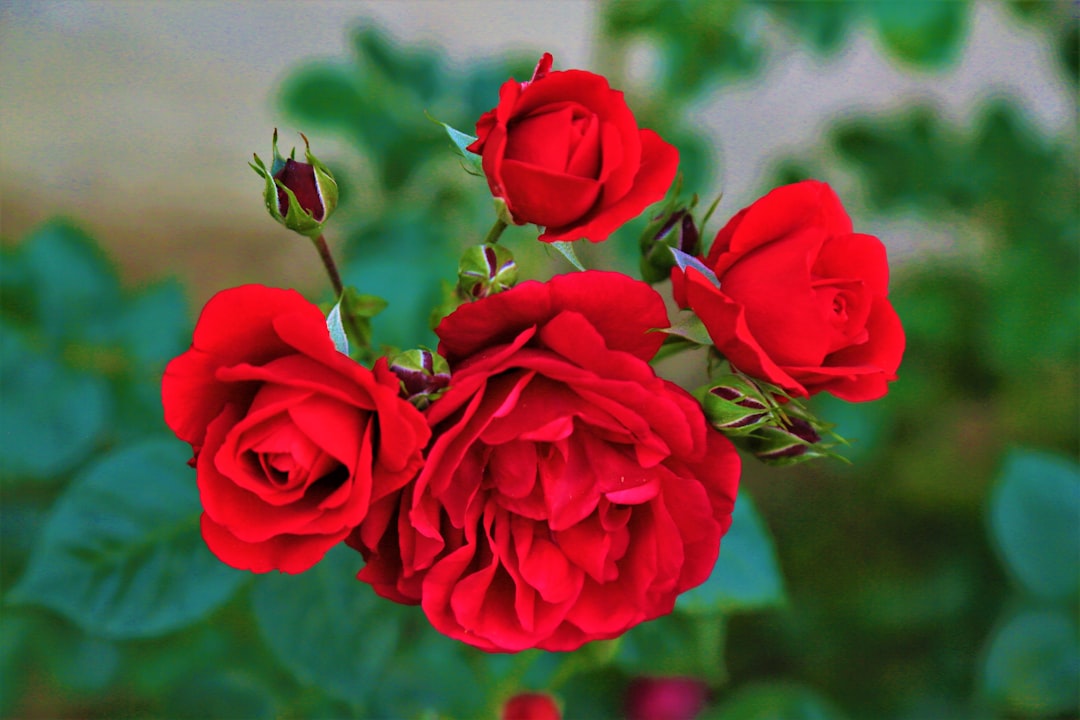 red roses in close up photography