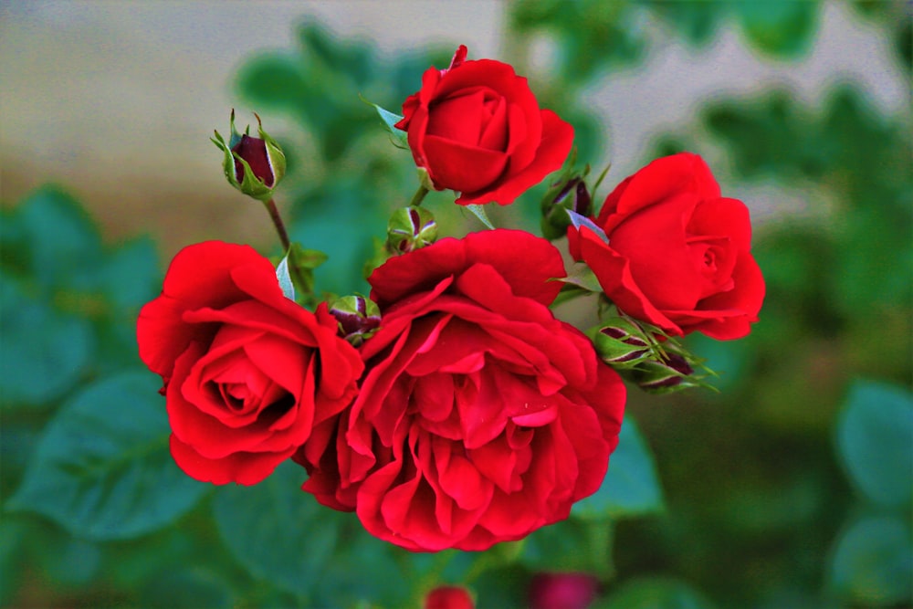 red roses in close up photography