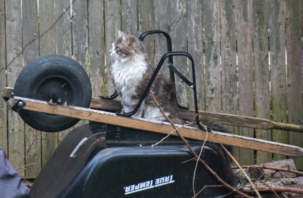 white and brown cat on green and black ride on toy