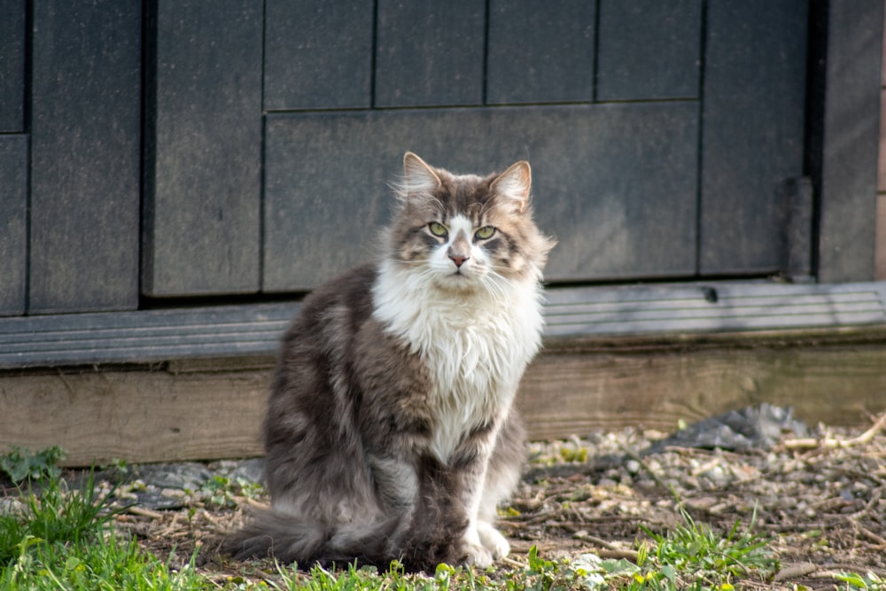 black and white cat sitting on ground