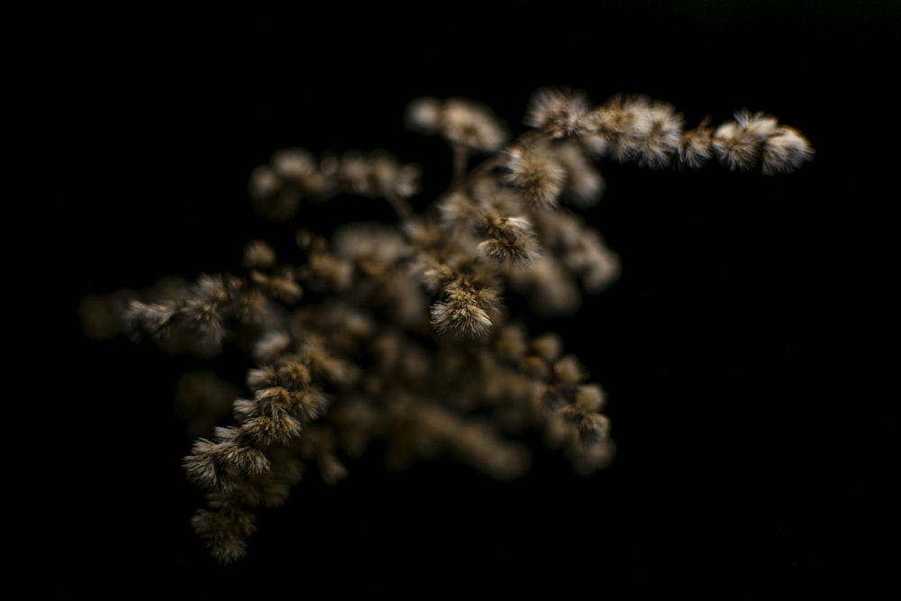 white and brown plant in black background