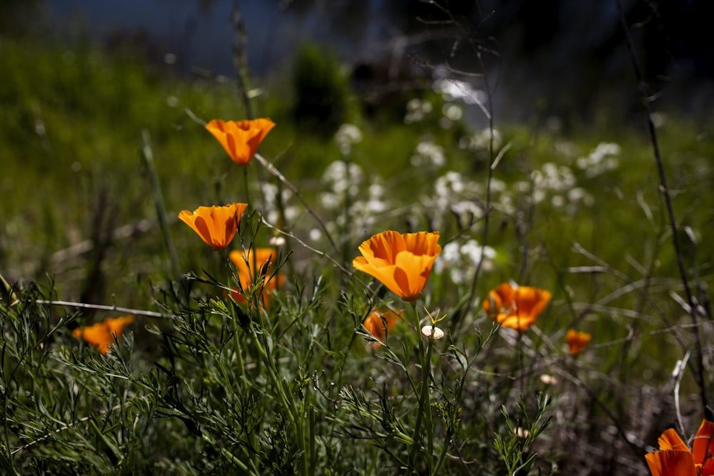 orange flower on green grass during daytime