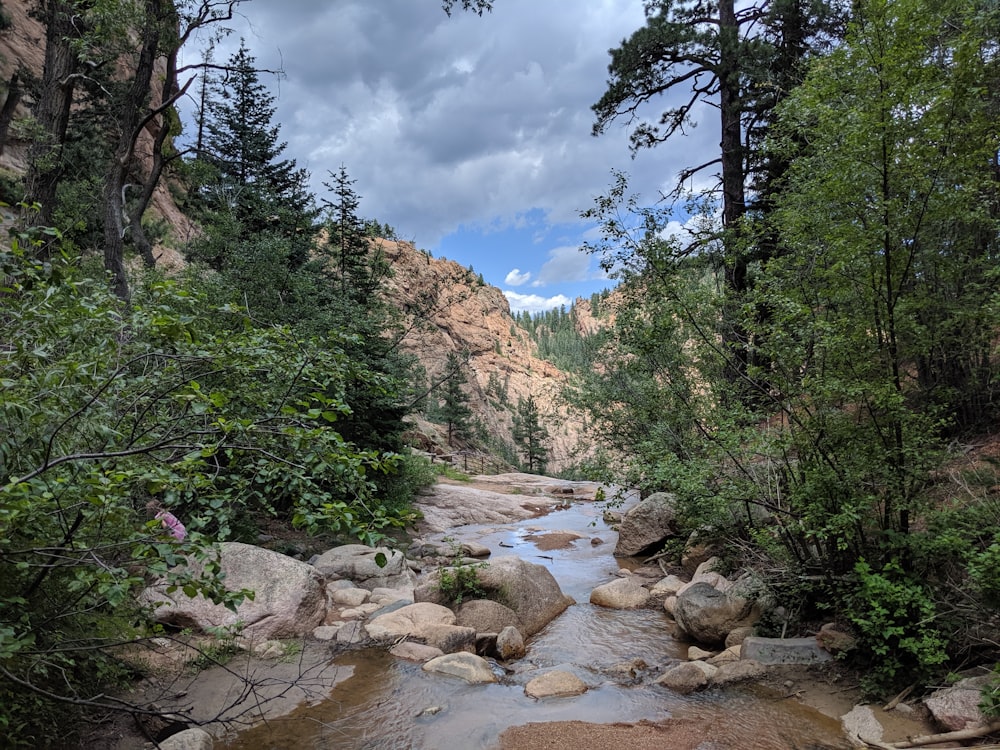 green trees near river under blue sky during daytime