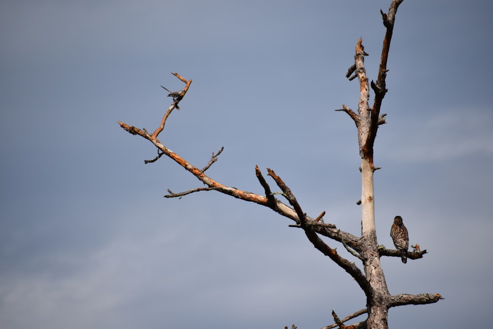 Uccello marrone sul ramo marrone dell'albero durante il giorno