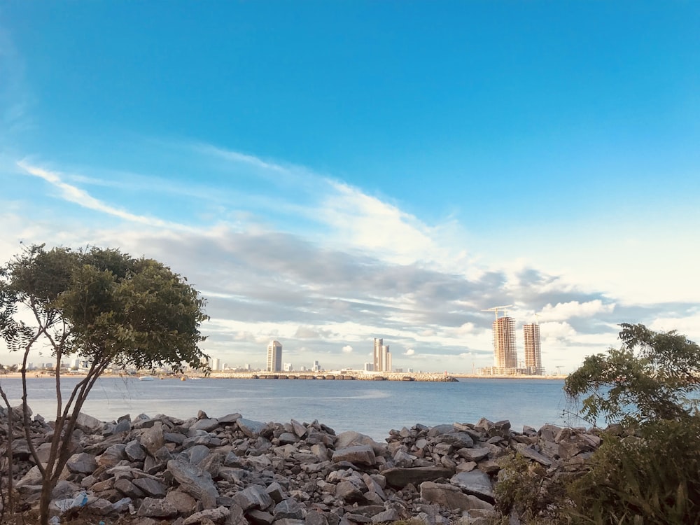 green tree near body of water during daytime