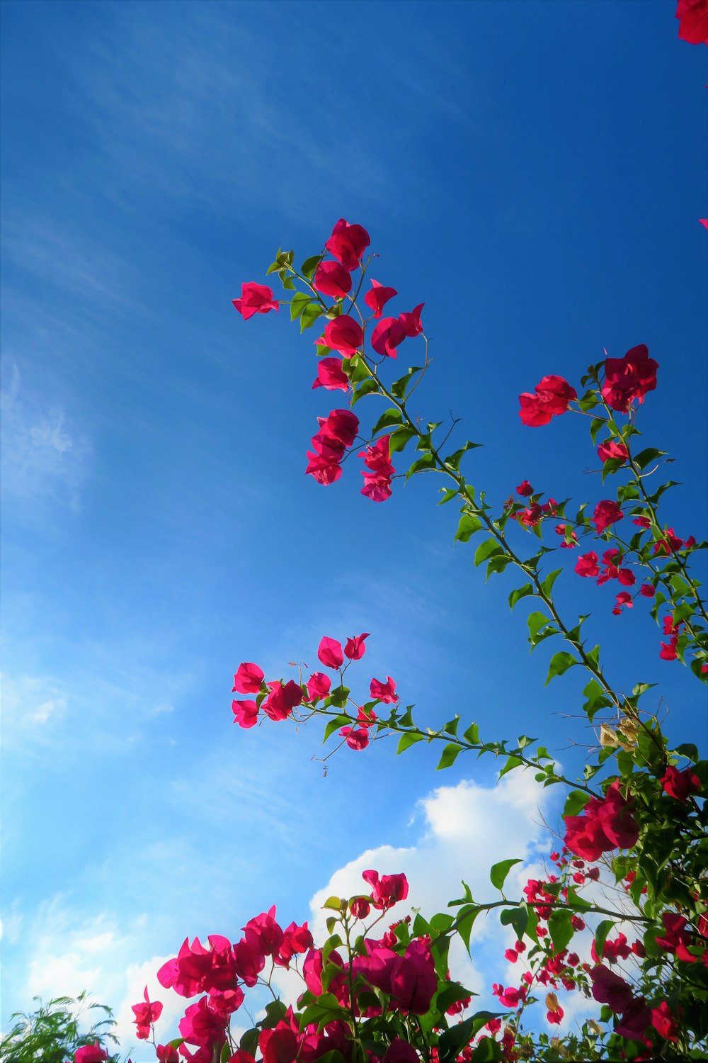 red flowers under blue sky during daytime