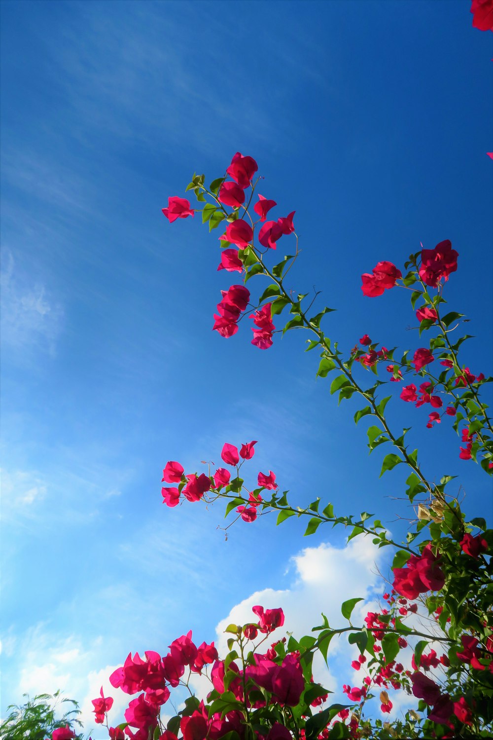 flores rojas bajo el cielo azul durante el día