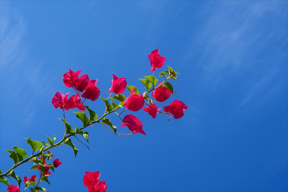 red rose flowers under blue sky