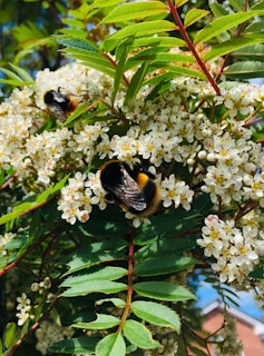 A close-up of honeybees pollinating vibrant wildflowers.