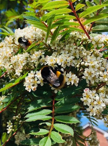 A close-up of honeybees pollinating vibrant wildflowers.