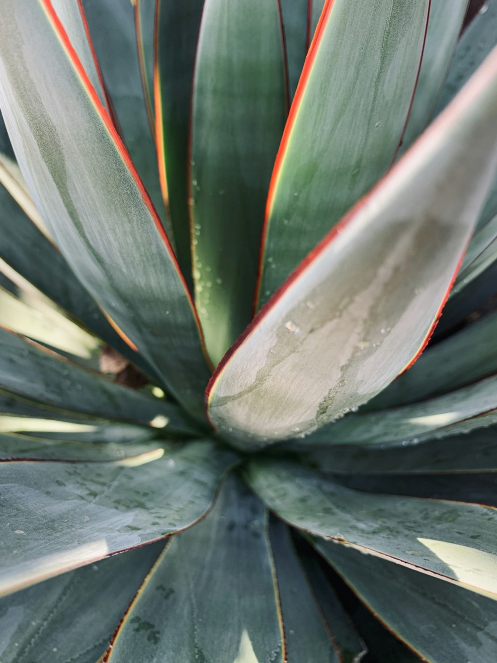 green and white plant leaves