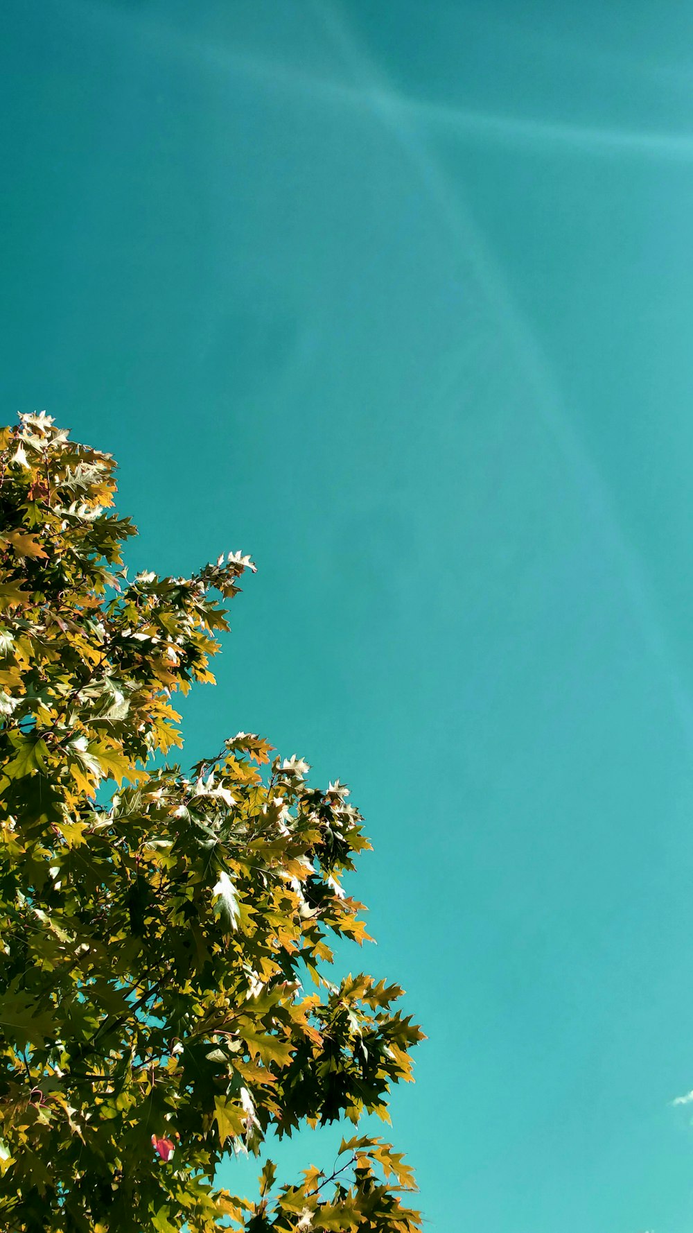 árbol verde y marrón bajo el cielo azul durante el día