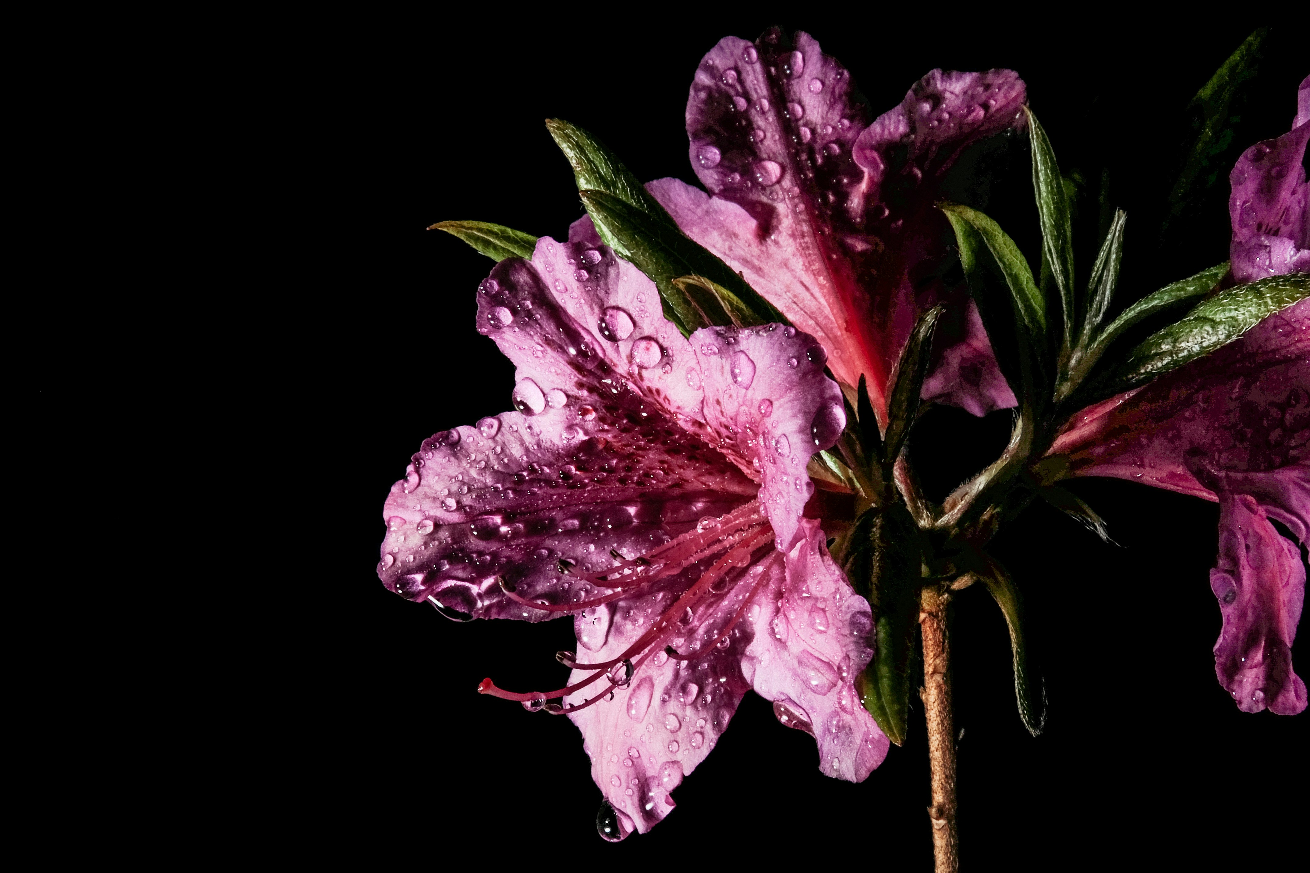 黒の背景に紫の花の写真 Unsplashで見つける工場の無料写真